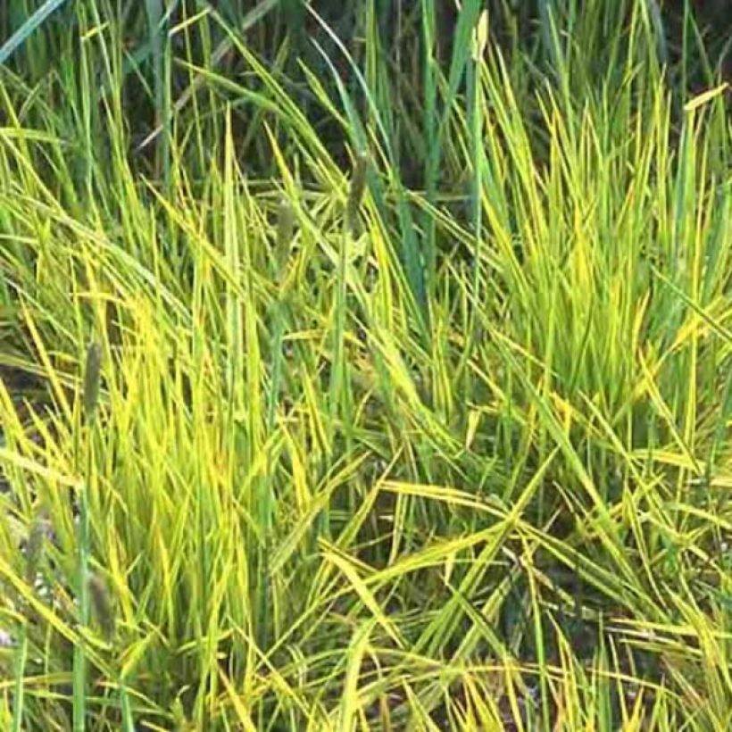 Nurmipuntarpää Aureovariegatus (Lehvistö)