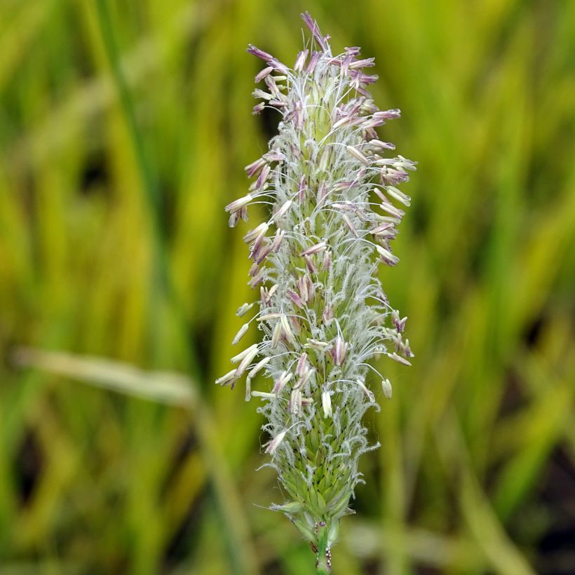 Nurmipuntarpää Aureovariegatus (Kukinta)