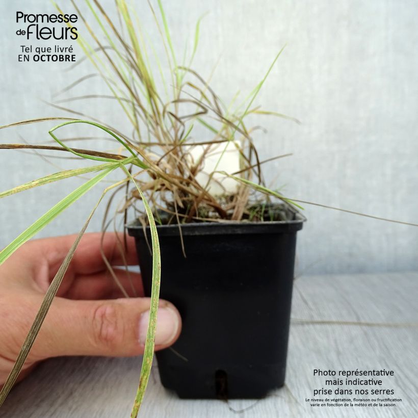Esimerkki syksyllä toimitetusta Nurmipuntarpää Aureovariegatus 8/9 cm taimiruukku-taimesta