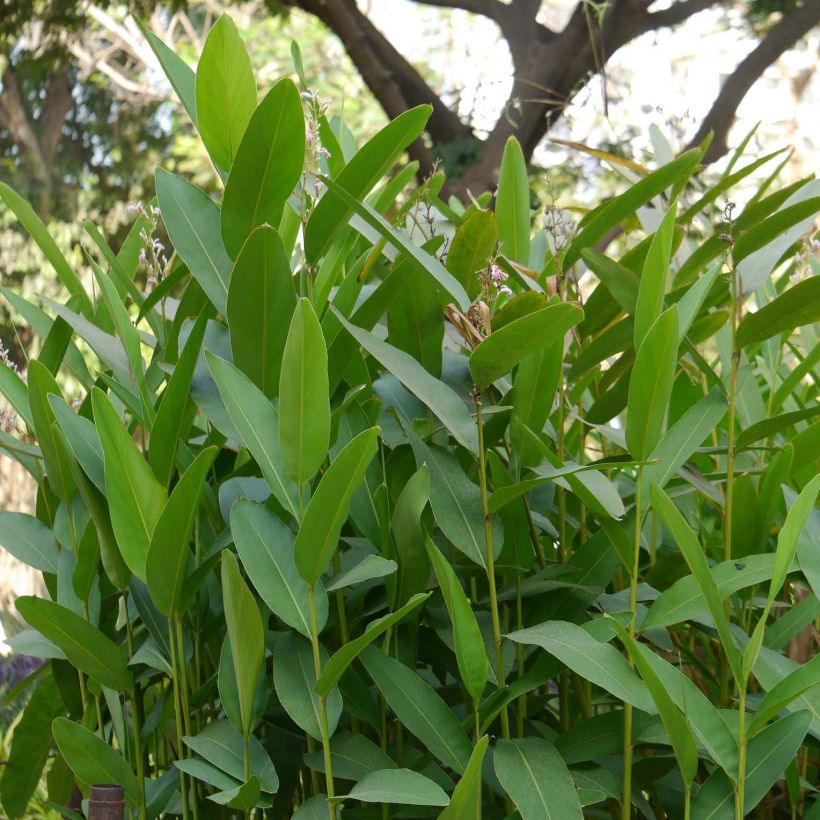 Isogalangajuuri - Alpinia galanga (Lehvistö)