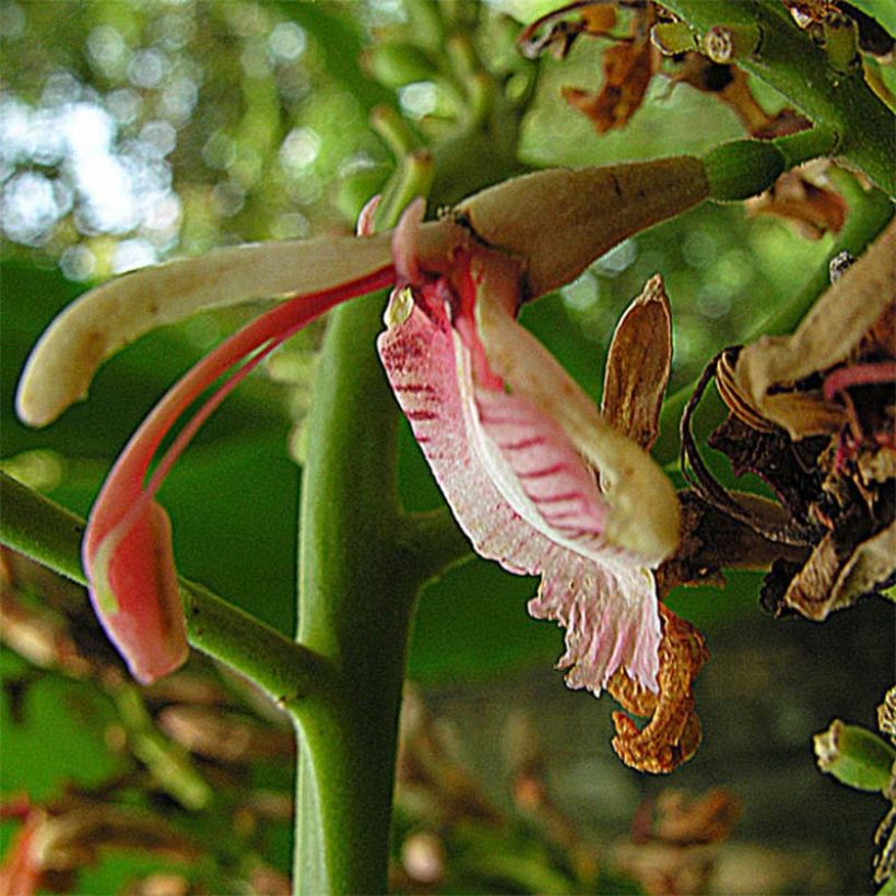 Isogalangajuuri - Alpinia galanga (Kukinta)