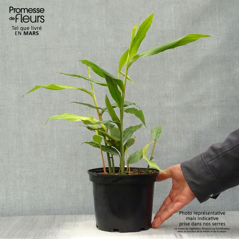 Esimerkki keväällä toimitetusta Isogalangajuuri - Alpinia galanga Ruukku 2L / 3L-taimesta