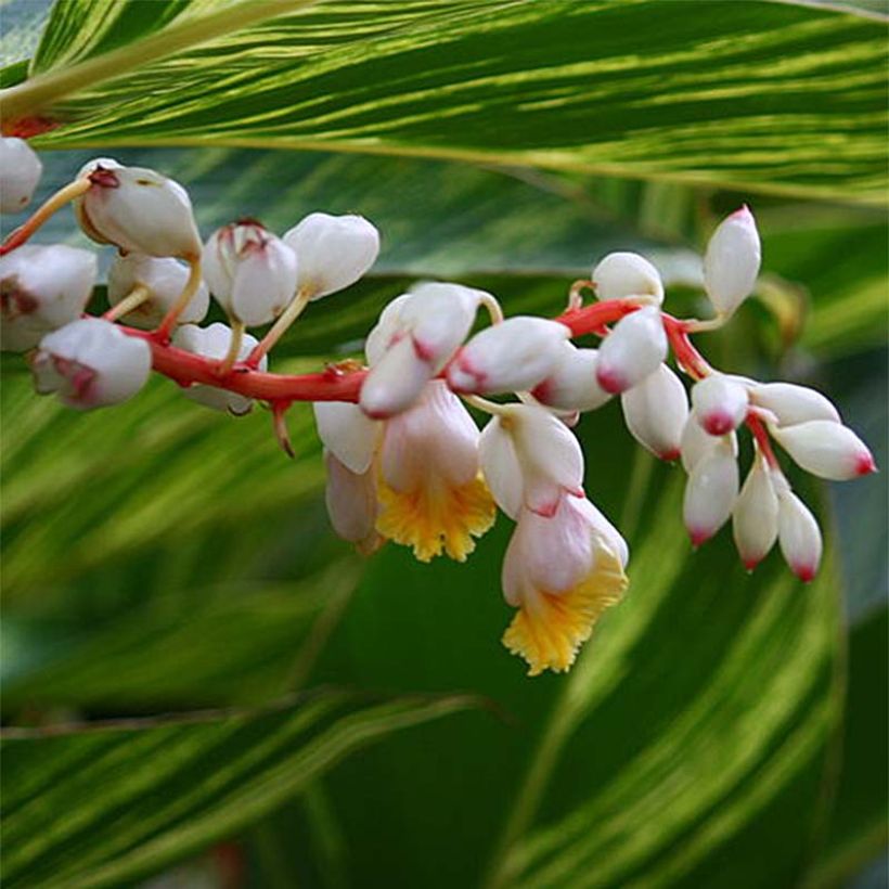 Isogalangajuuri Variegata (Kukinta)