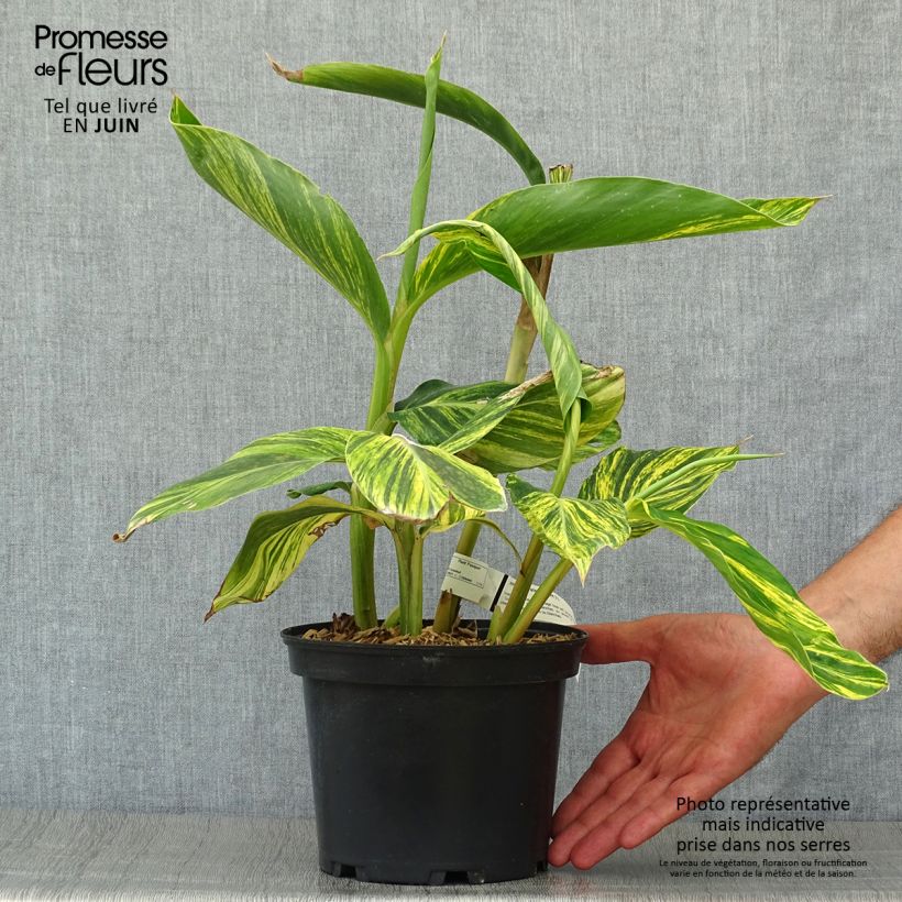 Esimerkki kesällä toimitetusta Isogalangajuuri Variegata Pot de 2L/3L-taimesta