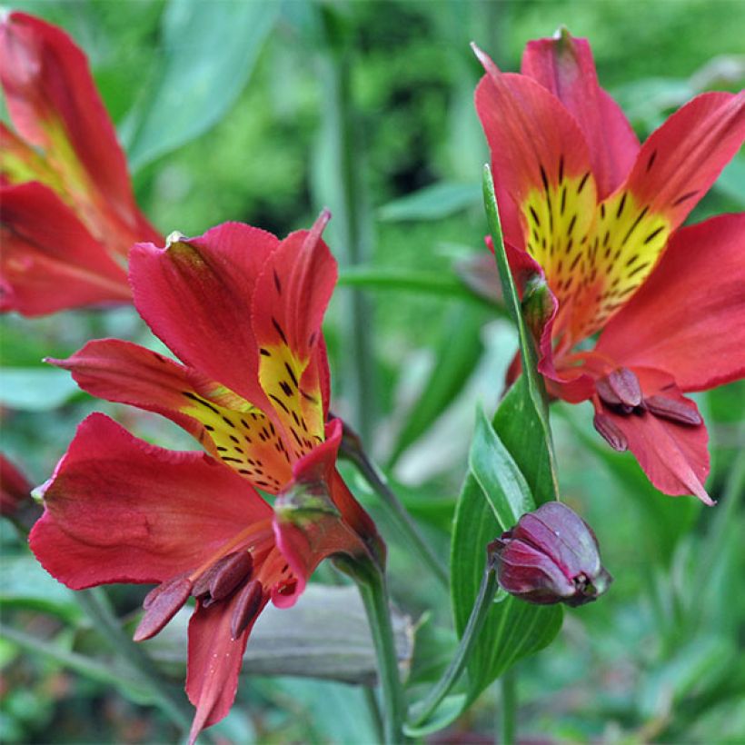 Inkalilja Inca Adore (Flowering)