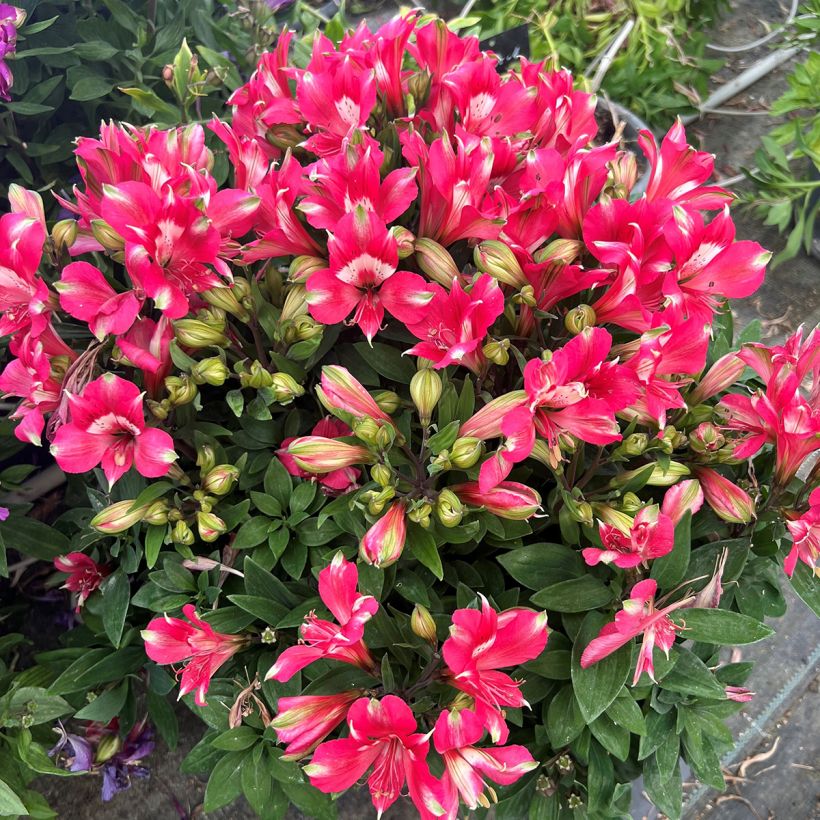 Inkalilja Pitchounes Lily Rose (Kasvutapa)