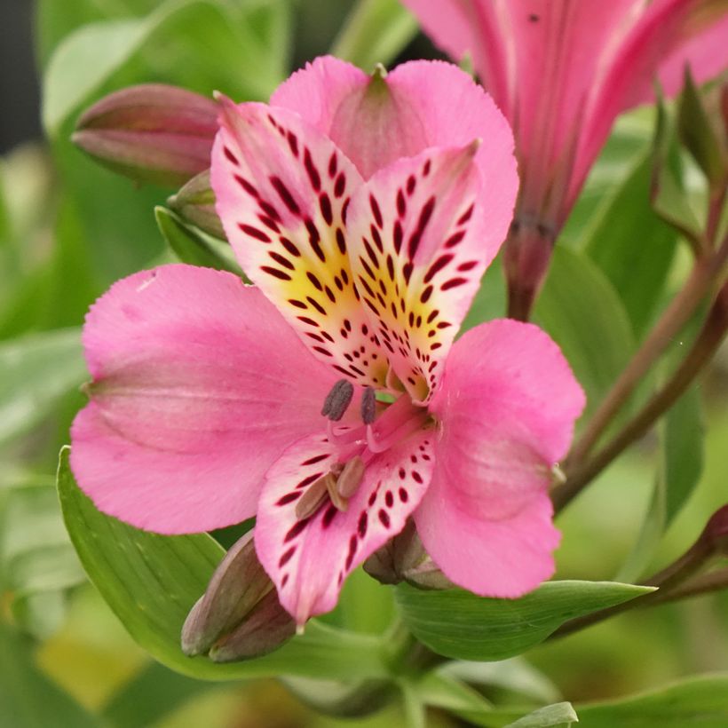 Inkalilja Duc d'Anjou Charles (Flowering)
