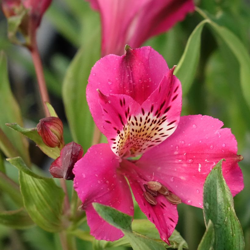Inkalilja Duc d'Anjou Edouard (Flowering)