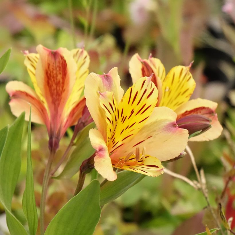 Inkalilja Duc d'Anjou Nicolas (Flowering)