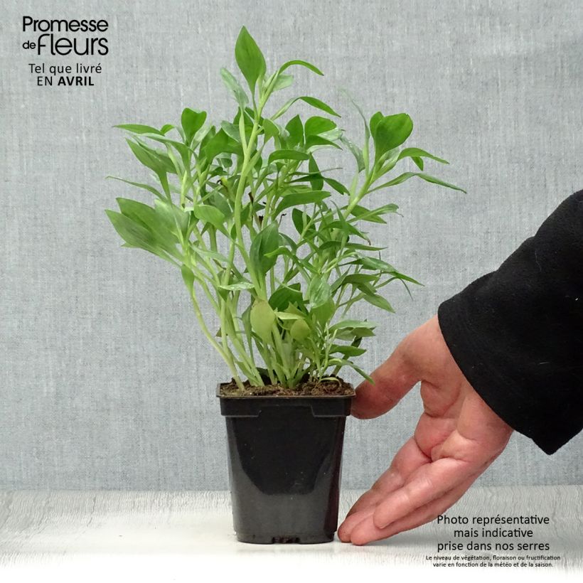 Example of Inkalilja Duc d'Anjou Pierre Godet de 8/9 cm as you get in printemps