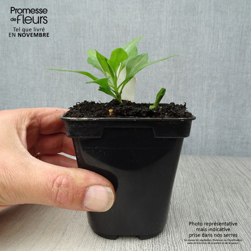 Esimerkki syksyllä toimitetusta Inkalilja Duc d'Anjou Pierre 8/9 cm taimiruukku-taimesta