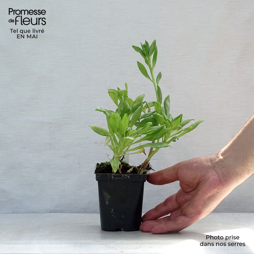 Example of Inkalilja Duchesses Aliénor Godet de 8/9 cm as you get in printemps