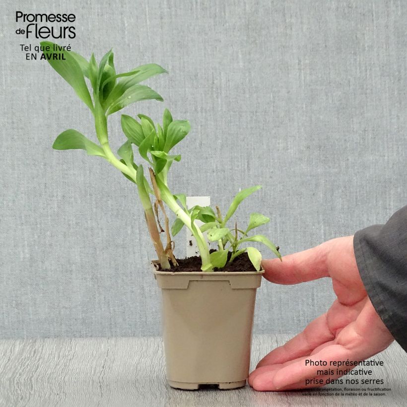 Example of Inkalilja Duchesses Béatrice Godet de 8/9 cm as you get in printemps