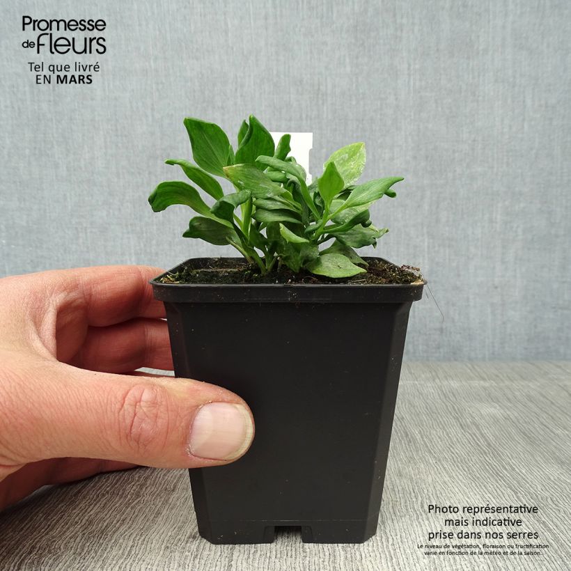Example of Inkalilja Duchesses Diane Godet de 8/9 cm as you get in printemps