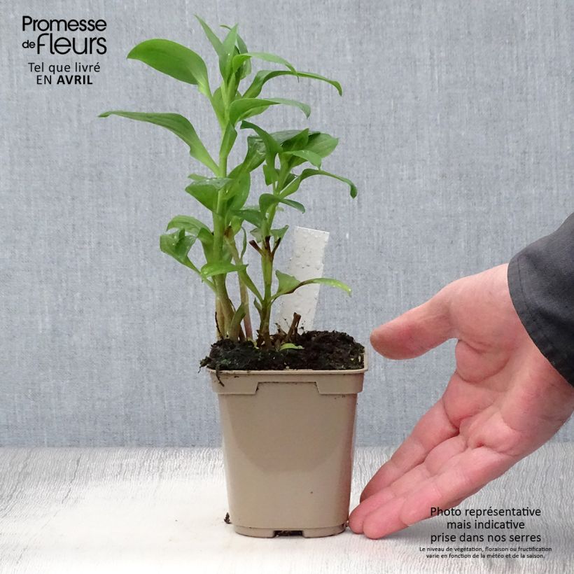 Example of Inkalilja Duchesse Elisabeth Godet de 8/9 cm as you get in printemps