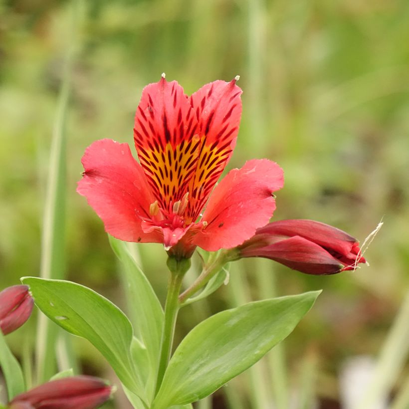 Inkalilja Duchesse Elisabeth (Flowering)