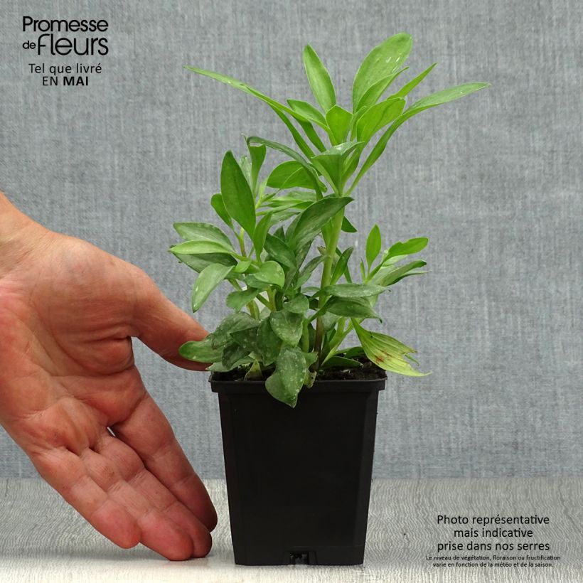 Example of Inkalilja Duchesses Isabelle Godet de 8/9 cm as you get in printemps