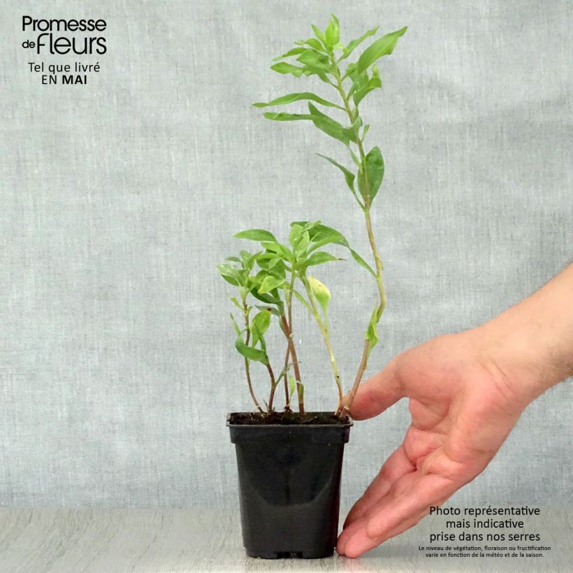 Example of Inkalilja Duchesses Marguerite Godet de 8/9 cm as you get in printemps