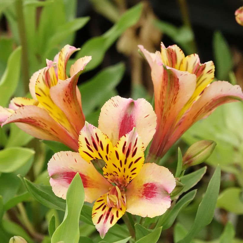 Inkalilja Duchesses Marguerite (Kukinta)