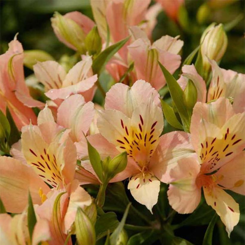 Inkalilja Inca Coral (Flowering)
