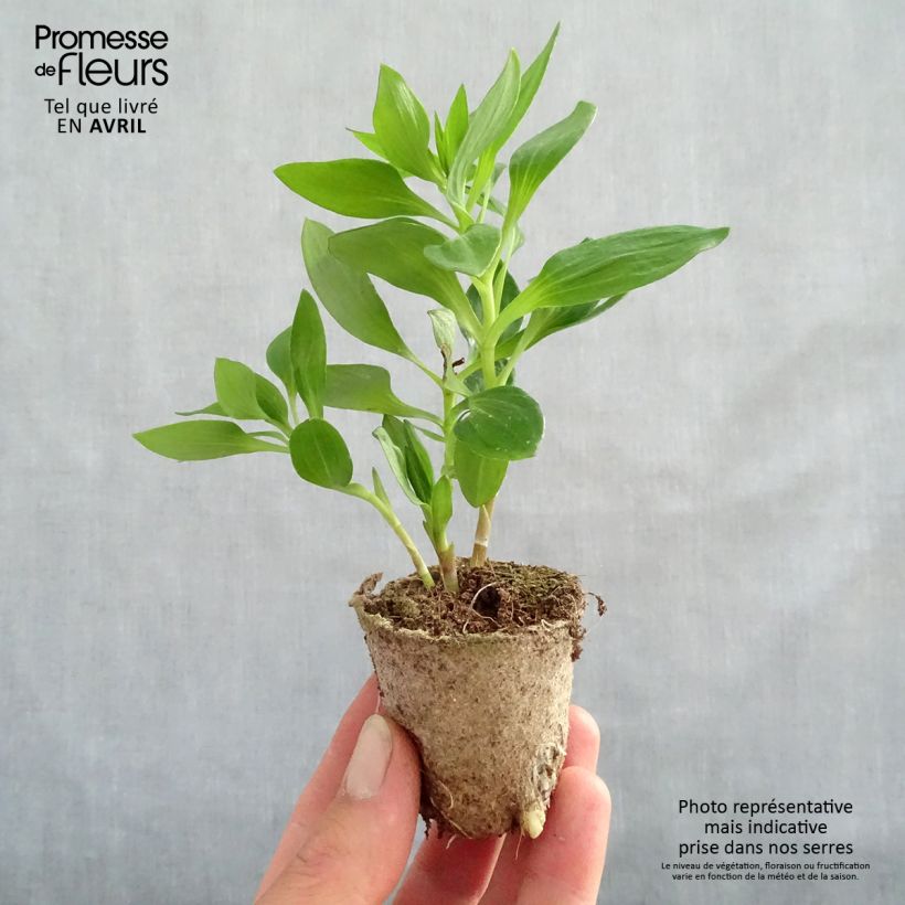 Example of Inkalilja Inticancha Bryce Motte 4 cm x 4,5 cm as you get in printemps