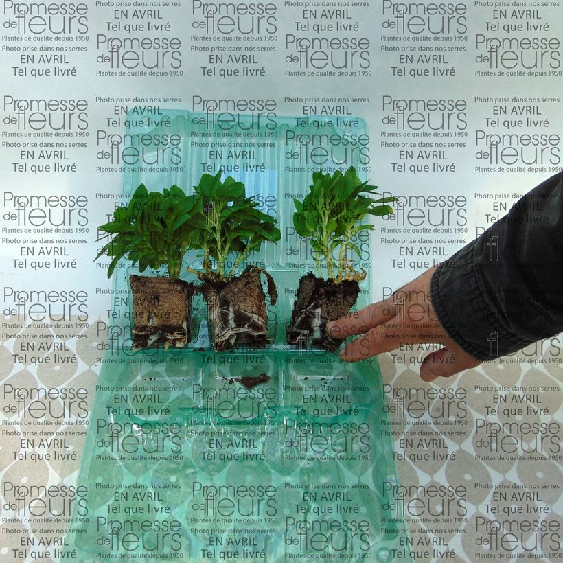 Example of Inkalilja Inticancha Cabana Motte 4 cm x 4,5 cm as you get