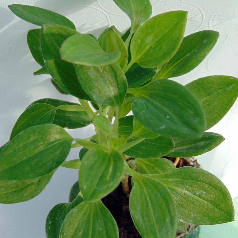 Inkalilja Inticancha Dark Purple (Foliage)