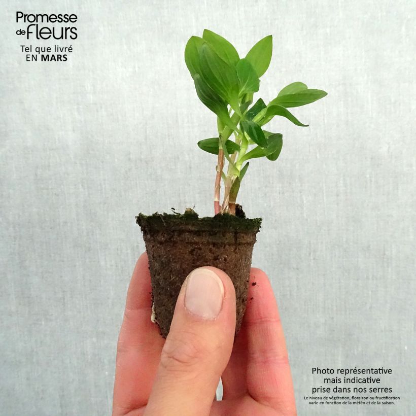 Example of Inkalilja Inticancha Dark Purple Motte 4 cm x 4,5 cm as you get in printemps
