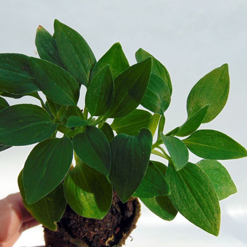 Inkalilja Inticancha Navayo (Foliage)