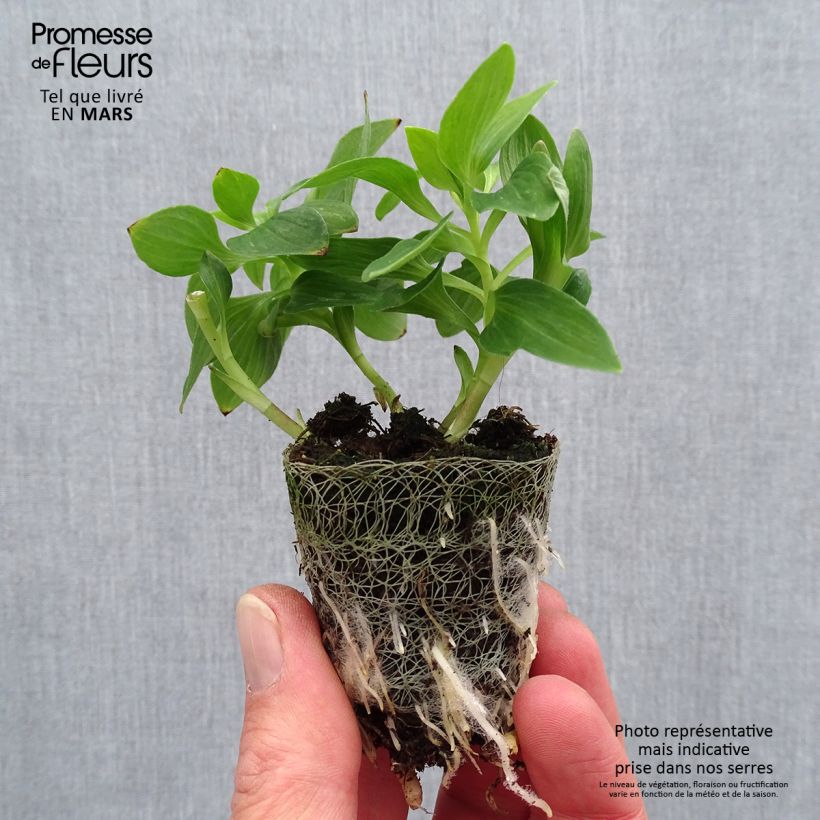 Example of Inkalilja Inticancha Navayo Motte 4 cm x 4,5 cm as you get in printemps