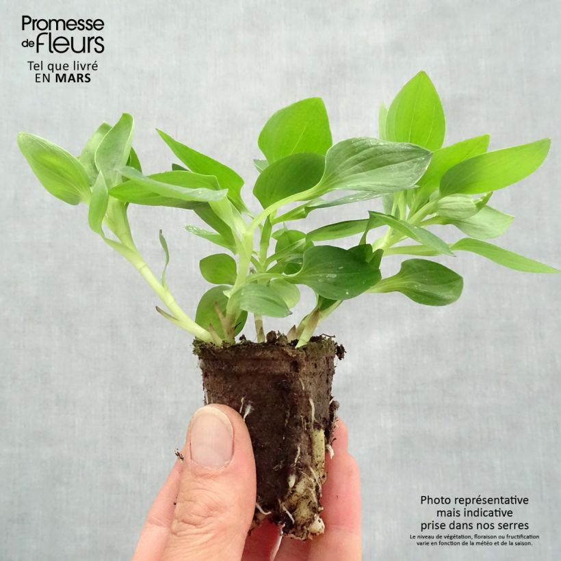 Example of Inkalilja Inticancha Sunday Motte 4 cm x 4,5 cm as you get in printemps