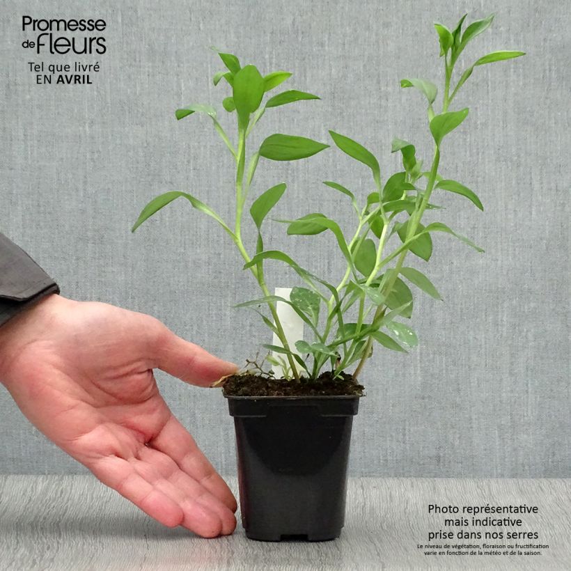 Example of Inkalilja Majestic Layon Godet de 8/9 cm as you get in printemps