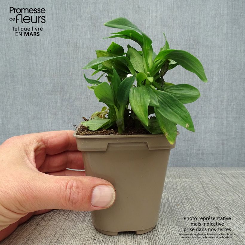Example of Inkalilja Majestic Mazé Godet de 8/9 cm as you get in printemps