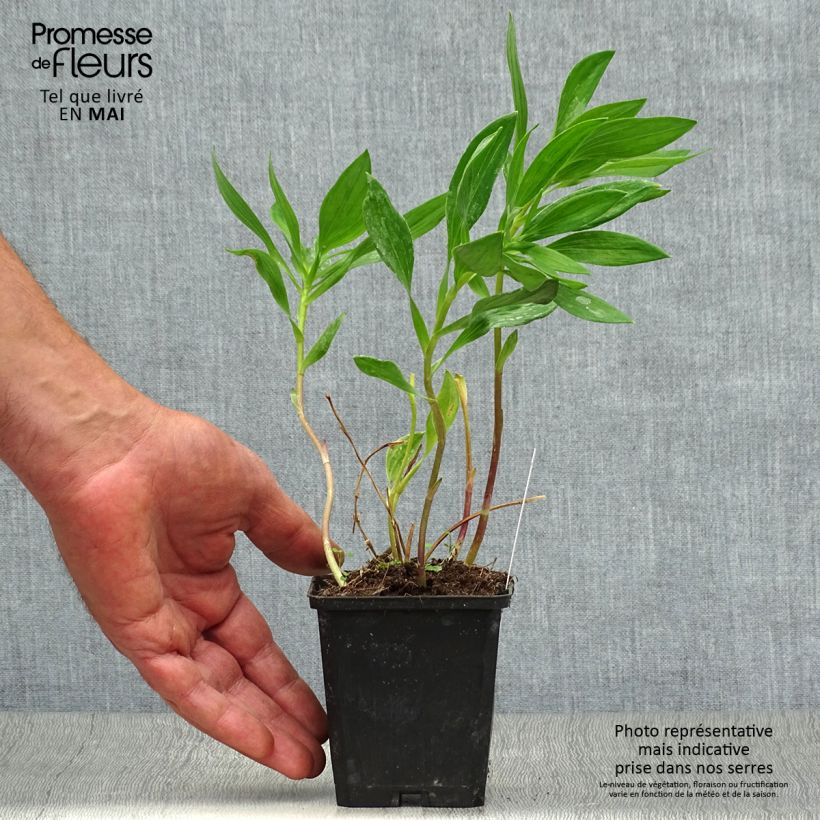 Example of Inkalilja Majestic Montsoreau Godet de 8/9 cm as you get in printemps