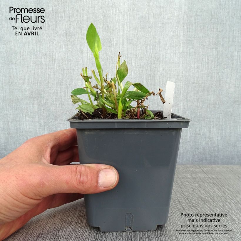 Example of Inkalilja Majestic Montsoreau Pot de 1L/1,5L as you get in printemps
