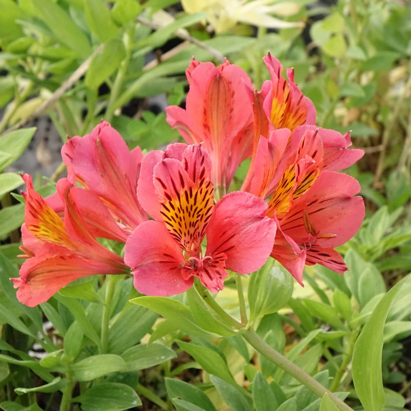 Inkalilja Majestic Tiercé (Flowering)