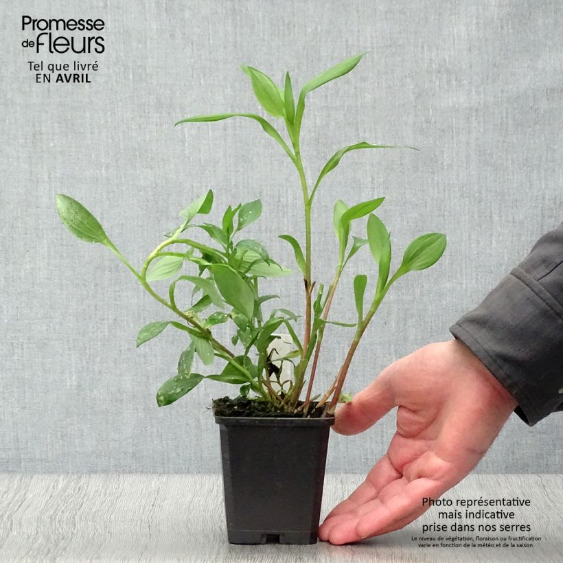 Example of Inkalilja Majestic Aubance Godet de 8/9 cm as you get in printemps