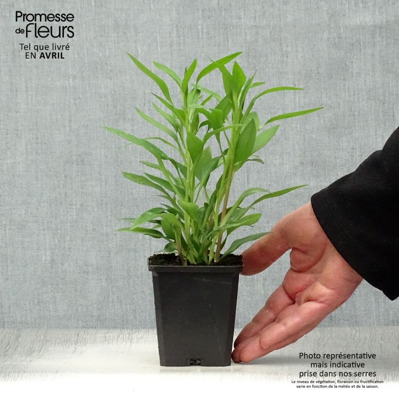Example of Inkalilja Majestic Avrillé Godet de 8/9 cm as you get in printemps