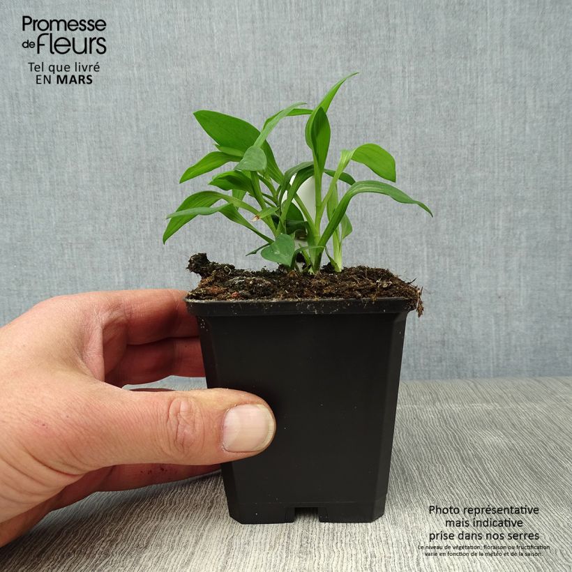 Example of Inkalilja Majestic Briançon Godet de 8/9 cm as you get in printemps