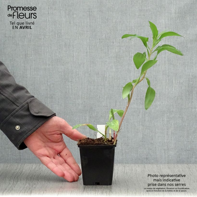 Example of Inkalilja Majestic Chinon Godet de 8/9 cm as you get in printemps