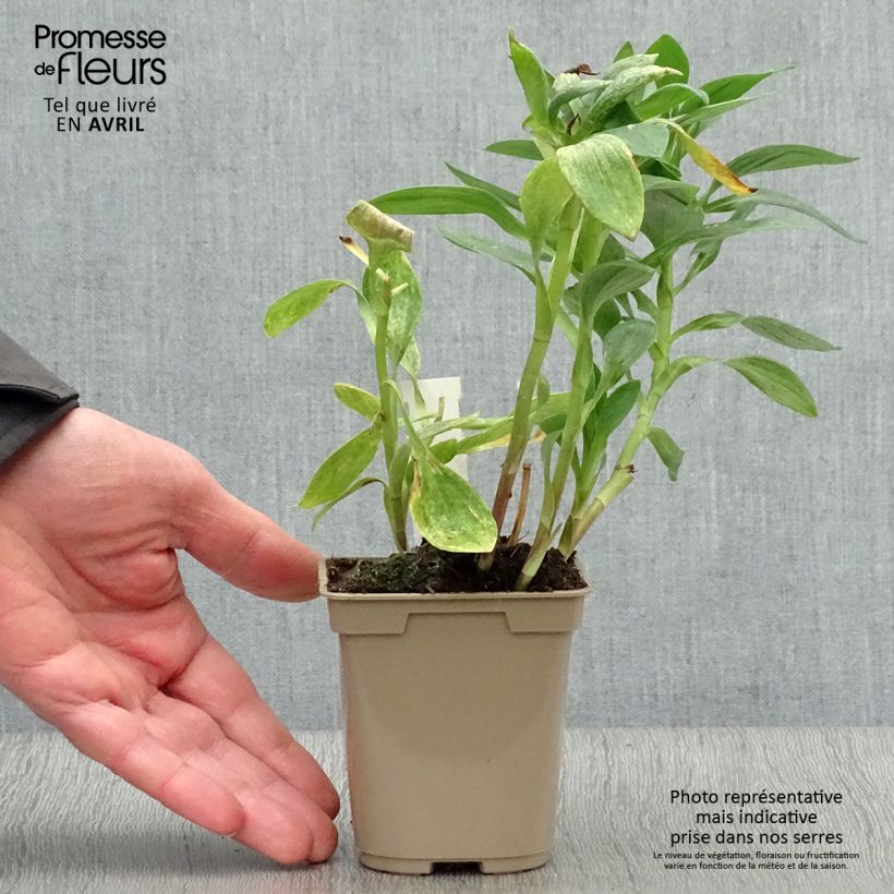 Example of Inkalilja Majestic Fougeré Godet de 8/9 cm as you get in printemps