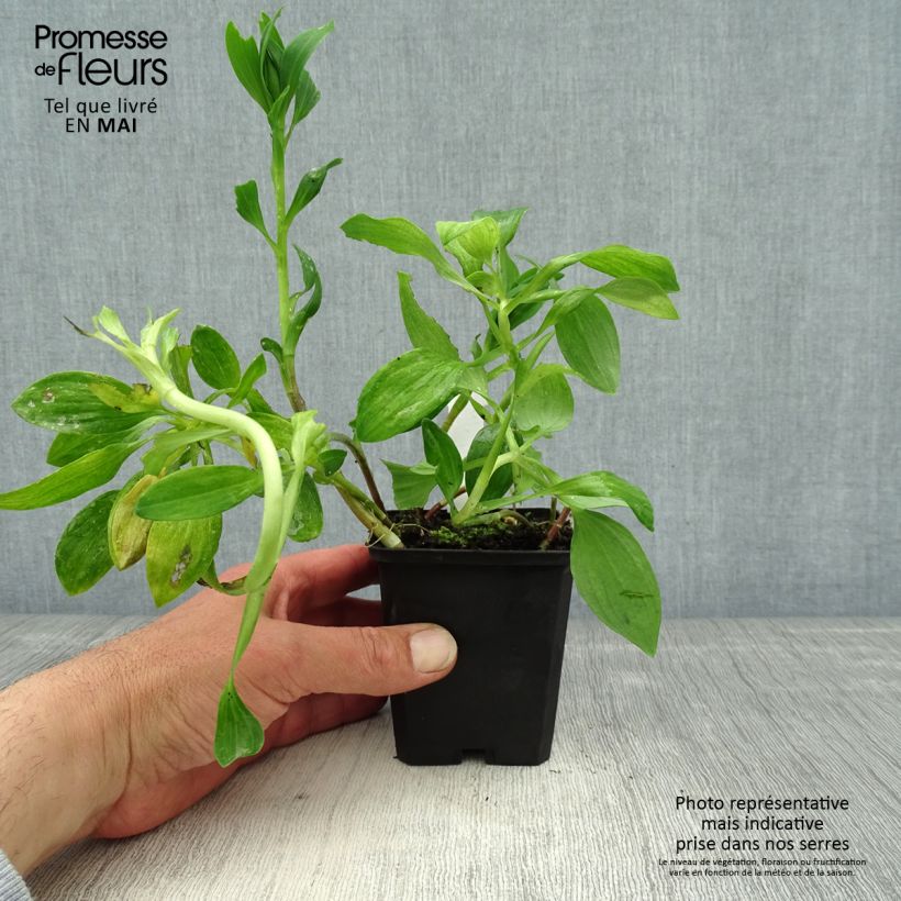 Example of Inkalilja Pitchounes Chloé Godet de 8/9 cm as you get in printemps