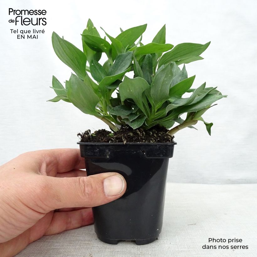 Example of Inkalilja Pitchounes Gaspard Godet de 8/9 cm as you get in printemps