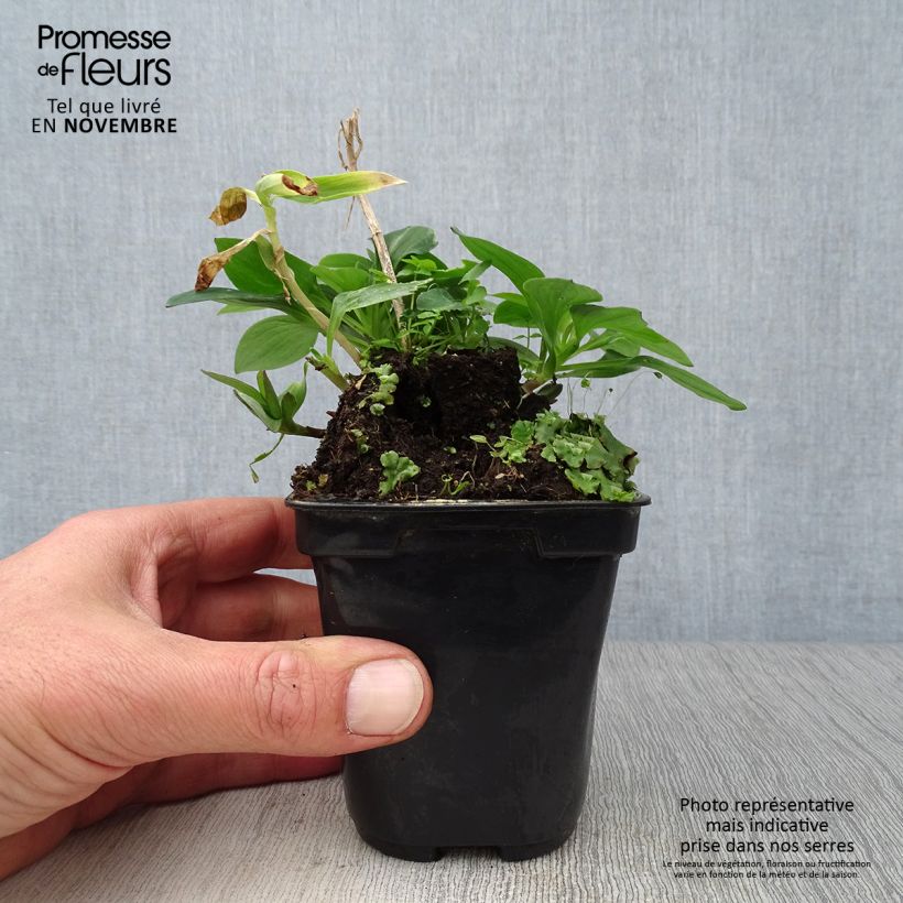 Esimerkki syksyllä toimitetusta Inkalilja Pitchounes Gaspard 8/9 cm taimiruukku-taimesta
