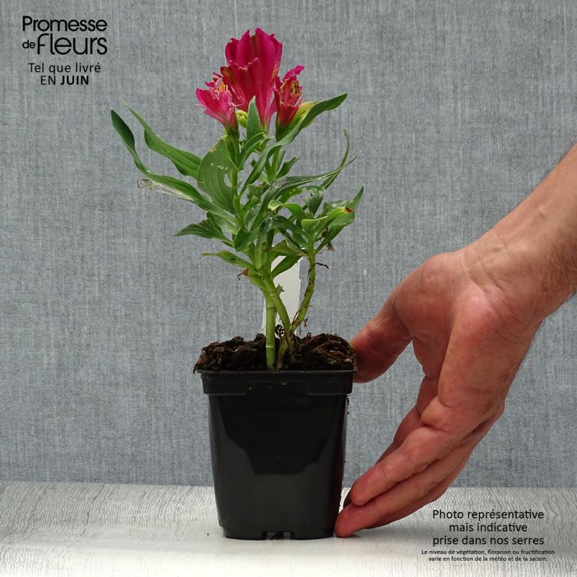 Esimerkki kesällä toimitetusta Inkalilja Pitchounes Lola Taimiruukku 8/9 cm-taimesta