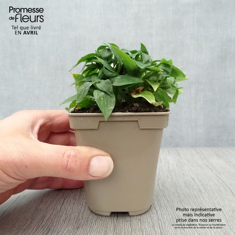 Example of Inkalilja Pitchounes Lola Godet de 8/9 cm as you get in printemps