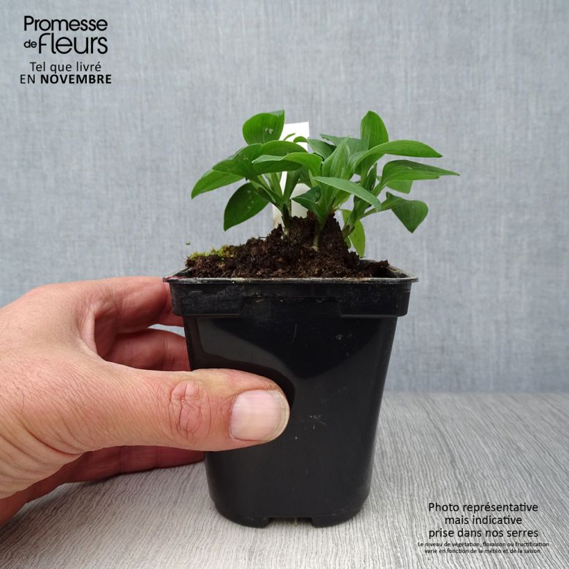 Esimerkki syksyllä toimitetusta Inkalilja Pitchounes Lola 8/9 cm taimiruukku-taimesta