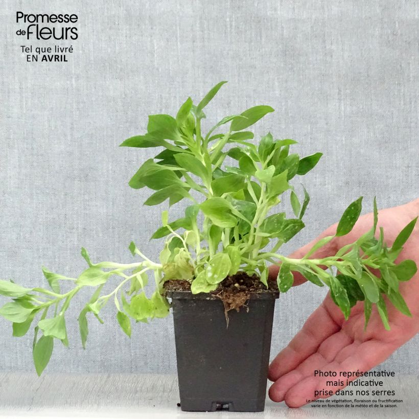 Example of Inkalilja Pitchounes Lucas Godet de 8/9 cm as you get in printemps