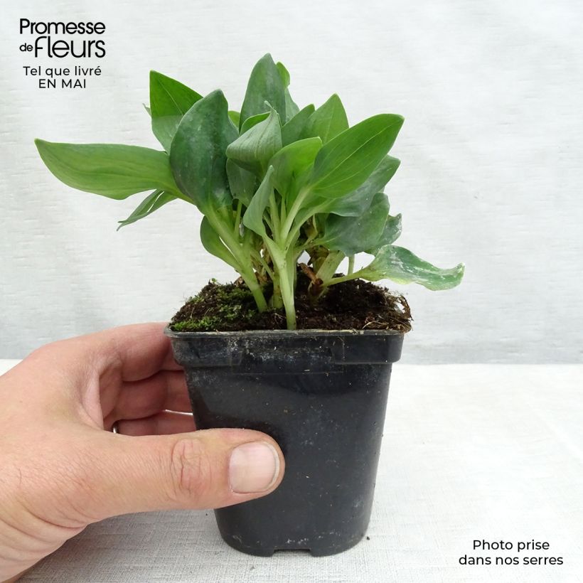 Example of Inkalilja Pitchounes Noah Godet de 8/9 cm as you get in printemps