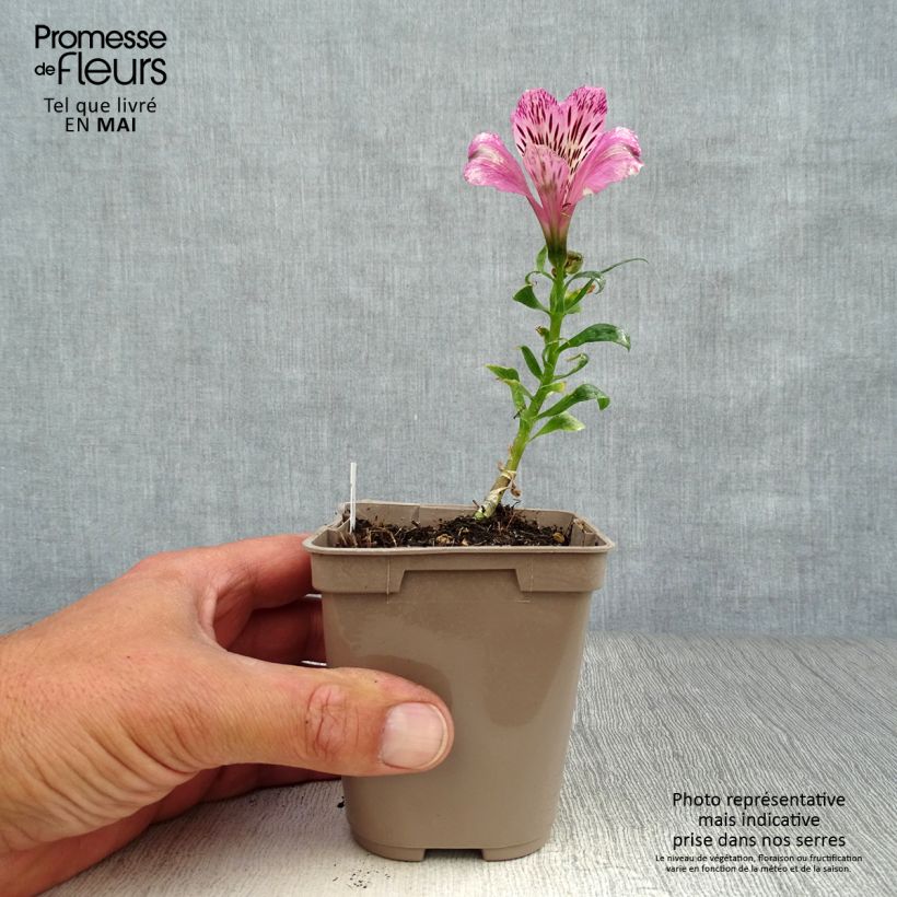 Example of Inkalilja Pitchounes Oceane Godet de 8/9 cm as you get in printemps